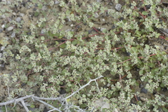 Tidestromia lanuginosa