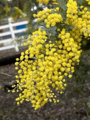 Acacia baileyana