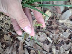 Setaria parviflora