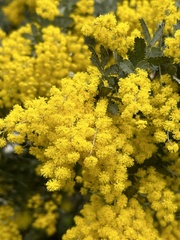Acacia baileyana