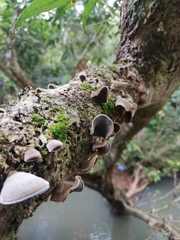 Auricularia nigricans