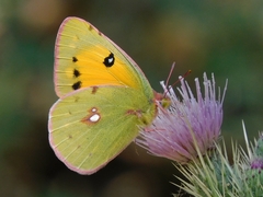 Colias fieldii