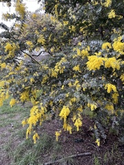 Acacia baileyana