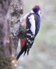 Dendrocopos himalayensis