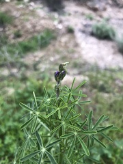 Lupinus truncatus