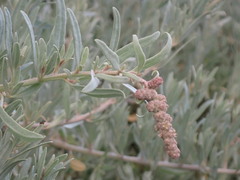 Atriplex cinerea