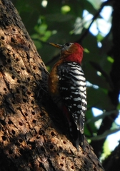 Dendrocopos hyperythrus