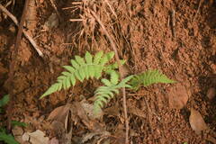 Christella parasitica