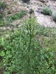 Lupinus truncatus