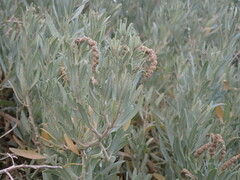 Atriplex cinerea