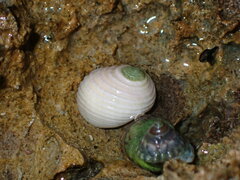 Nerita plicata
