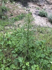 Lupinus truncatus