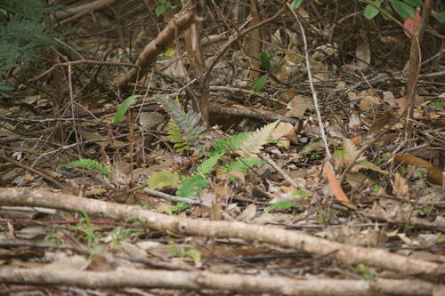 Blechnum appendiculatum observed 2022-12-28