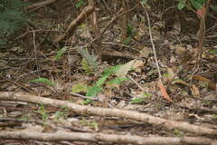 Blechnum appendiculatum