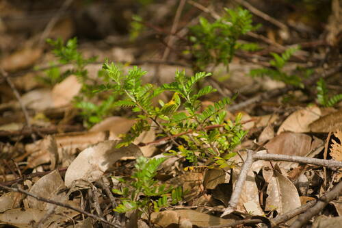 Osteomeles anthyllidifolia observed 2022-12-28