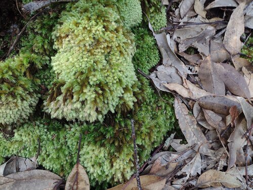 Pyrrhobryum spiniforme observed 2022-12-28