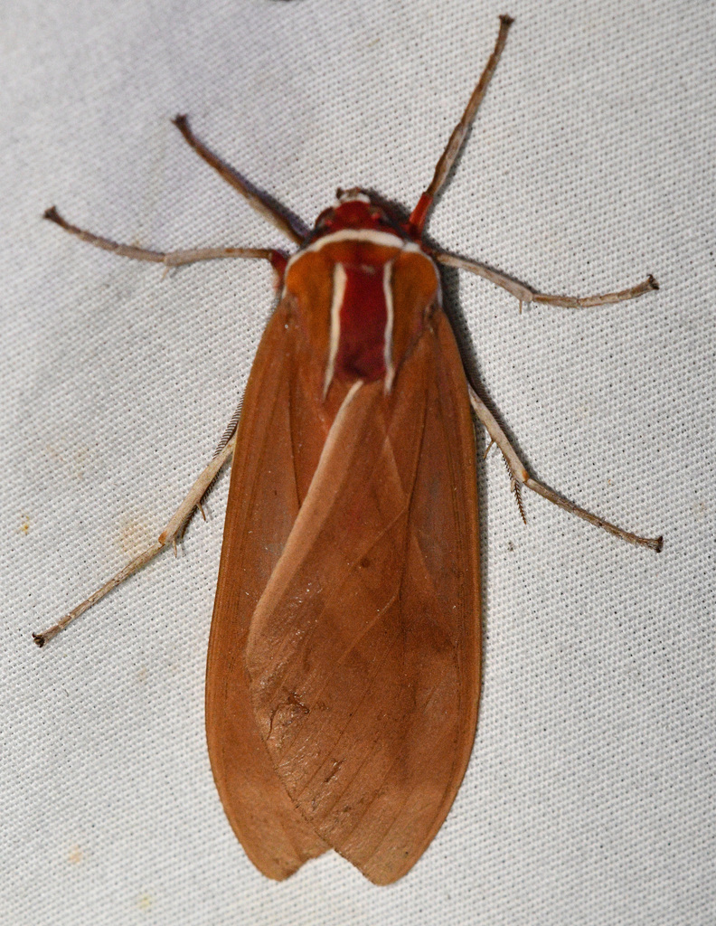 Amastus aloniae