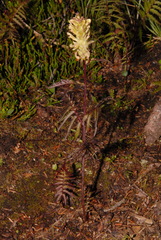 Pedicularis bracteosa bracteosa