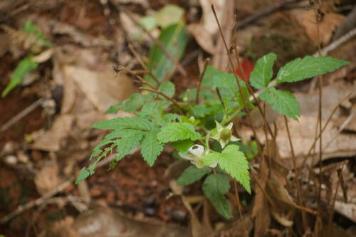 Rubus rosifolius observed 2022-12-28