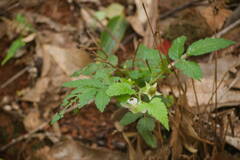 Rubus rosifolius