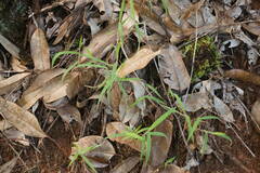 Melinis minutiflora
