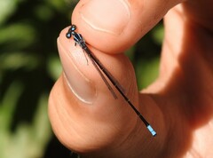 Acanthagrion indefensum
