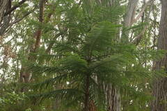 Araucaria columnaris