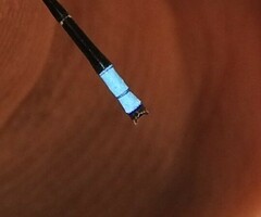 Acanthagrion indefensum