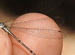 Acanthagrion indefensum