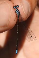 Acanthagrion indefensum