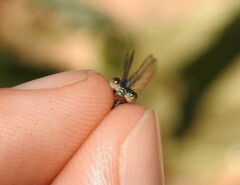 Acanthagrion indefensum
