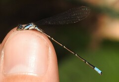 Acanthagrion indefensum