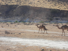 Camelus dromedarius