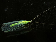 Apertochrysa edwardsi