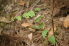 Cocculus orbiculatus