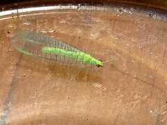 Apertochrysa edwardsi