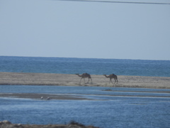 Camelus dromedarius