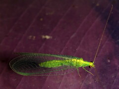 Apertochrysa edwardsi