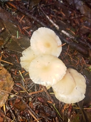 Marasmius calhouniae