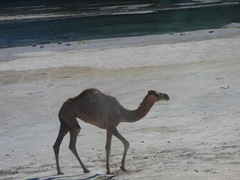 Camelus dromedarius