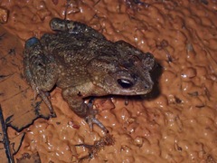 Ingerophrynus philippinicus