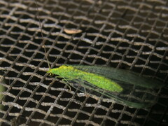 Apertochrysa edwardsi