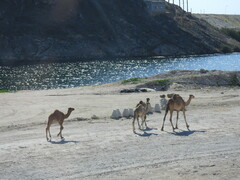 Camelus dromedarius