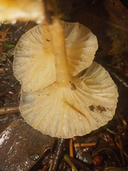Marasmius calhouniae