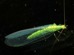 Apertochrysa edwardsi