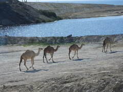 Camelus dromedarius
