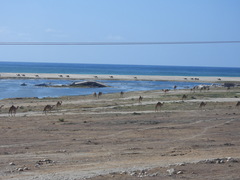 Camelus dromedarius