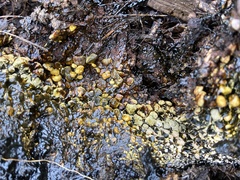Pisolithus