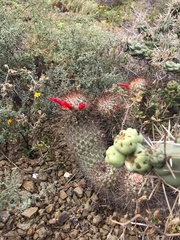 Mammillaria pondii pondii