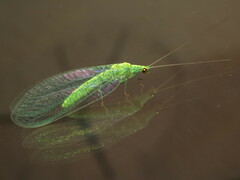 Apertochrysa edwardsi